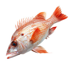 Fototapeta premium Fish isolated on a transparent background for web, banner, wallpaper