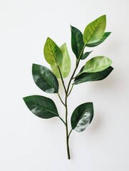Fototapeta premium Green leaf on white surface