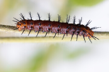 worm of Acraea violae Fabricius butterfly on blur background, The Tawny Caster, NYMPHALIDAE.