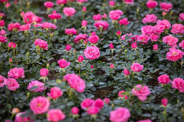 Fototapeta premium Pink rose flower in the garden