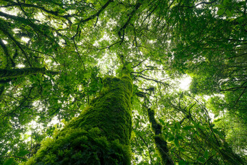 Looking up view of tree trunk to green leaves of tree in forest with sun light. Fresh environment in green woods. Forest tree on sunny day. Natural carbon capture. Sustainable conservation and ecology