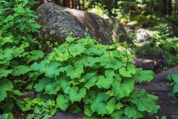ツワブキに似た葉で蕾を持った名前不明の植物／長野県「苔の森」7月