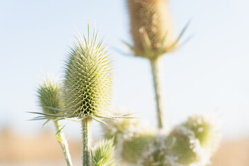 flowers in the wind, floral background with space for text