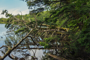 白駒池に倒れた木【北八ヶ岳・八千穂高原】日本長野県
