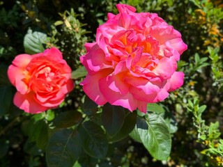 Gorgeous roses bright pink petals