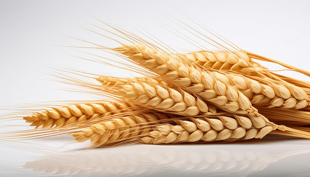espigas de trigo dorado aisladas sobre un fondo blanco