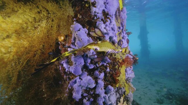 Weedy Seadragon in wild underwater with eggs underwater Australia