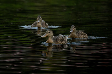 ducks in the water