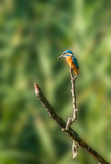 kingfisher on branch