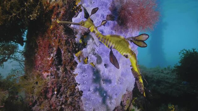 Weedy Seadragon in wild underwater with eggs underwater Australia
