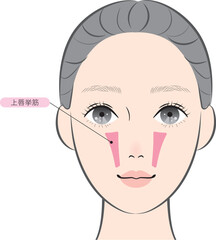 上唇挙筋（名称あり）