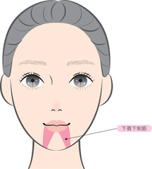 Fototapeta premium 下唇下制筋（名称あり）