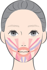 口の周りの筋肉