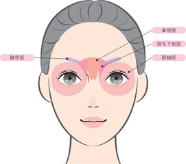 Fototapeta premium 目と眉毛の周りの筋肉