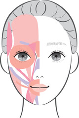 顔の筋肉（半顔）