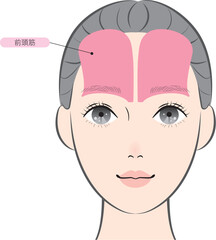 前頭筋（名称あり）