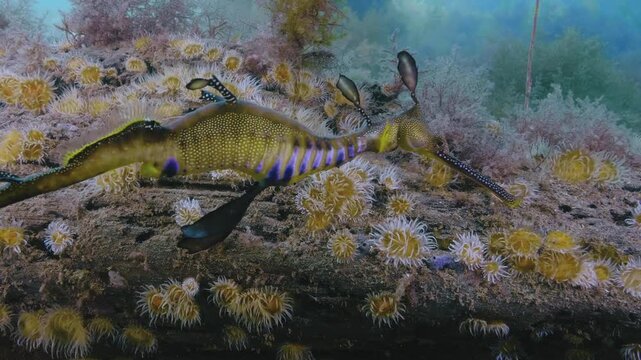 Weedy Seadragon in wild underwater with eggs underwater Australia