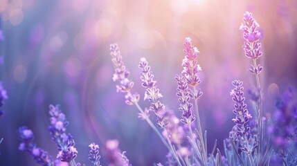Lavender Field in the Golden Hour