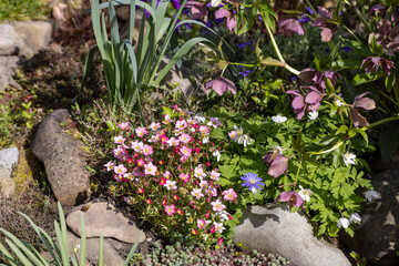Red spring flowers of saxifraga × arendsii blooming in rock garden, close up