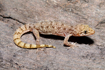 Hemidactylus malcolmsmithi, also known commonly as Malcolm's bow-fingered gecko, is a species of lizard in the family Gekkonidae