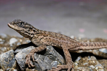 Paralaudakia sp. from Jammu and Kashmir. It is a genus of lizards, commonly known as Asian rock agamas, which are endemic to Eurasia.