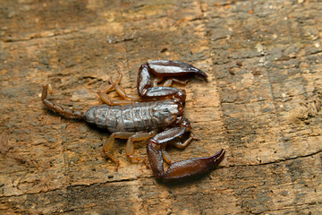 A scorpions belonging to the family Hormuridae, from Jammu.