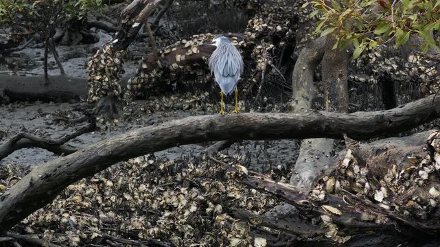 A bird stands on a branch in a vibrant woodland, embodying peace