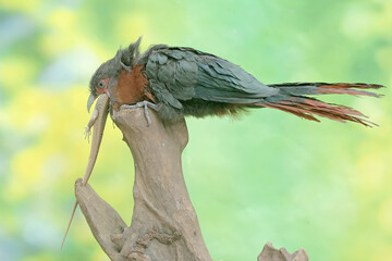 A young chestnut-breasted malkoha is preying on a common sun skink. This beautifully colored bird has the scientific name Phaenicophaeus curvirostris.