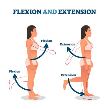 Flexion and extension illustration, transparent background. Anatomical movement description. Educational arm or leg exercise to bend or straighten body parts.