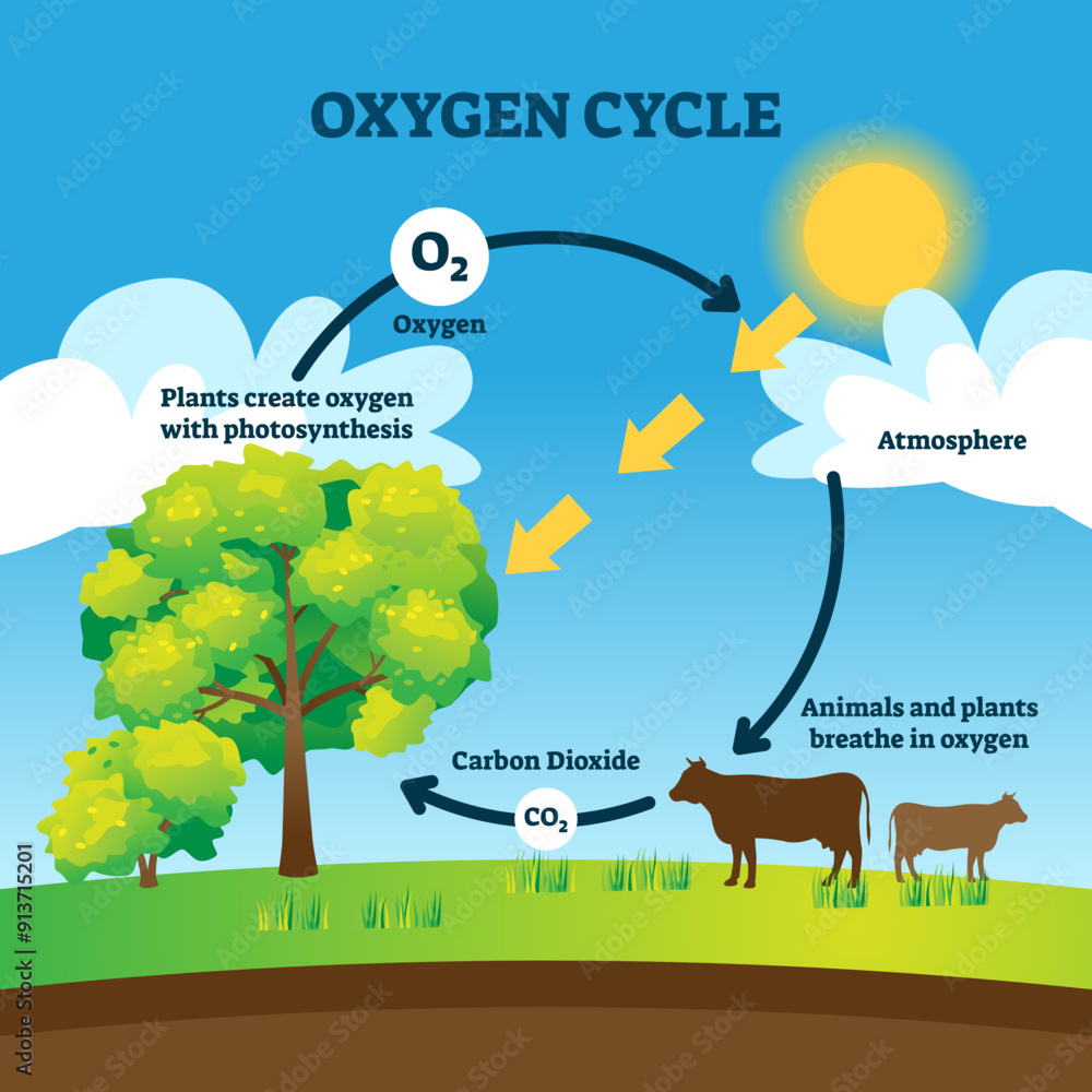 Poster oxygen cycle illustration. labeled educational o2 circulation scheme. biological diagram with animal