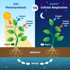 Photosynthesis and cellular respiration comparison illustration. Biological process explanation in day and night. Oxygen, carbon dioxide, sugars.