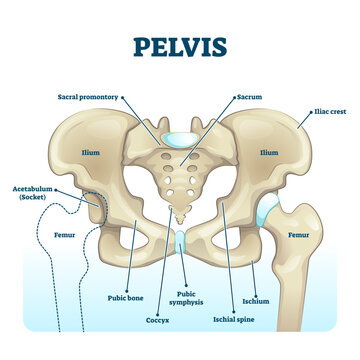 Pelvis anatomical skeleton structure, transparent background. labeled illustration diagram. Medical education scheme with ilium, ischium, coccyx, sacrum, femur and pubic bone examples.