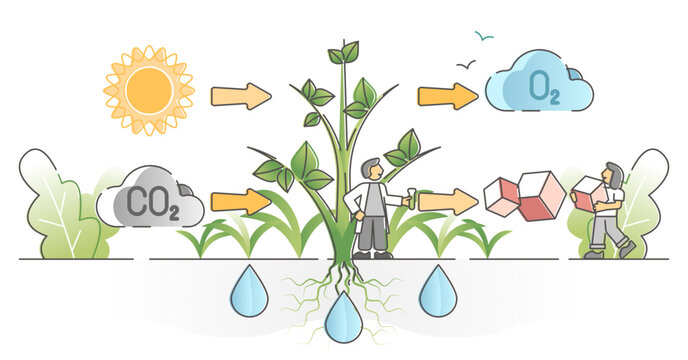 Photosynthesis process with plants carbon dioxide absorption and oxygen production outline concept, transparent background.