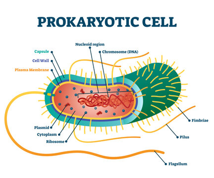 Prokaryotic cell structure diagram, illustration cross section labeled scheme, transparent background. Microbiology science educational information. Micro organism research and bacteria study.