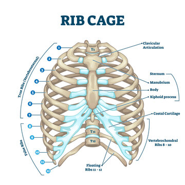 Rib cage anatomy, labeled illustration diagram, transparent background. Medical human chest skeletal bone structure model. Numbered ribs, sternum, cartilage parts and clavicular articulation.