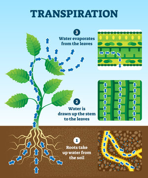 Transpiration illustration. Labeled educational plant water circulation scheme. Explanation diagram with roots in soil, stem with leaves and evaporation.