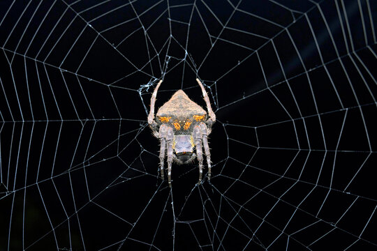 Parawixia dehaani, known in Australia as the abandoned-web orb-weaver, is a species of orb weaver spider from the family Araneidae which is widely distributed in Australasia and eastern Asia.