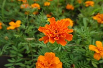 Close shot of vibrant orange flower of Tagetes patula in July