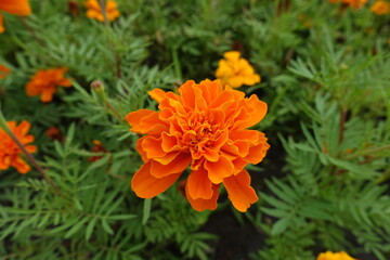 Vibrant orange flower of Tagetes patula in July