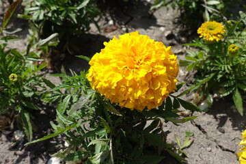 Single yellow flower head of Tagetes erecta in May
