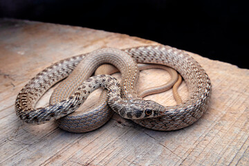 Platyceps ladacensis, the braid snake or Jan's cliff racer, is a species of snake of the family...