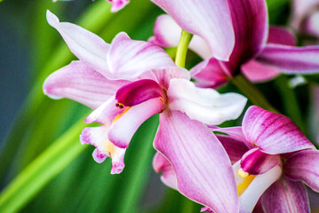 pink white flower tulip in home garden in spring time