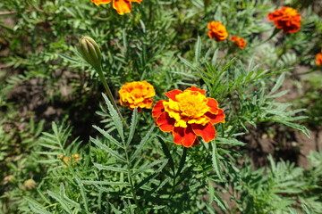 Closed bud and red and yellow flowers of Tagetes patula in July