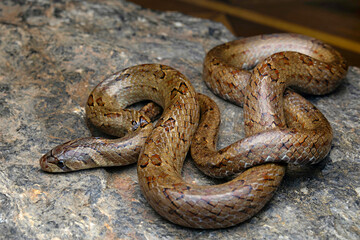 Oligodon juglandifer, the walnut kukri snake, is a species of snake found in northeastern India. Photographed in Gangtok, Sikkim.