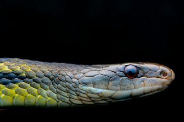 The eastern trinket snake (Elaphe cantoris) is a species of snake in the family Colubridae. The species is endemic to South Asia. From Premlakaha, Sikkim..