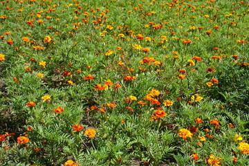 Many red and yellow flowers of Tagetes patula in July