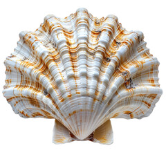 Shell isolated on a transparent background for web, banner, wallpaper