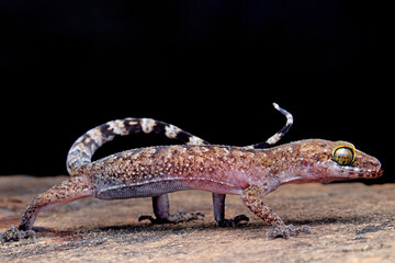 Cyrtodactylus is a diverse genus of Asian geckos, commonly known as bent-toed geckos.