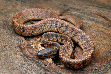 Pareas monticola is a nocturnal and arboreal snake that typically occurs in low vegetation and preys on slugs and snails. Photographed in Okhrey, Sikkim.