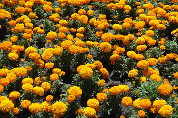 Plenty of orange flowers of Tagetes erecta in July